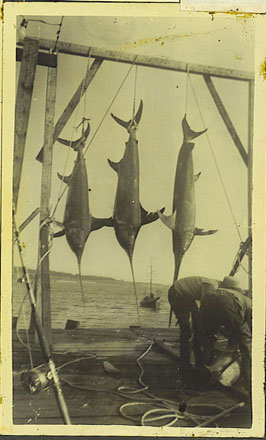 Sword fishing hanging in boat, louisbourg 1936