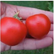 Sprint Tomato.  Hand holding two small round tomatoes.