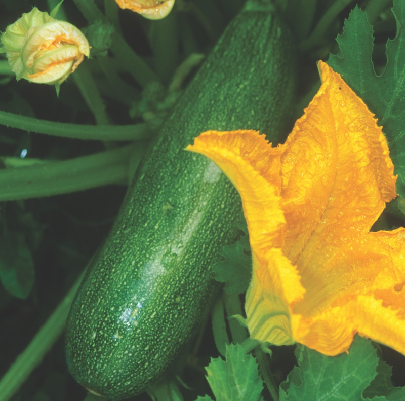 Black Beauty Zucchini growing on vine.  Zucchini is green and flowers are yellow-orange.