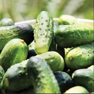 SMR-58 small pickling cucumbers