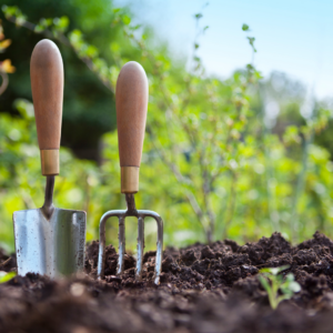 Close up of gardening tools in dirt with a small plant growing.